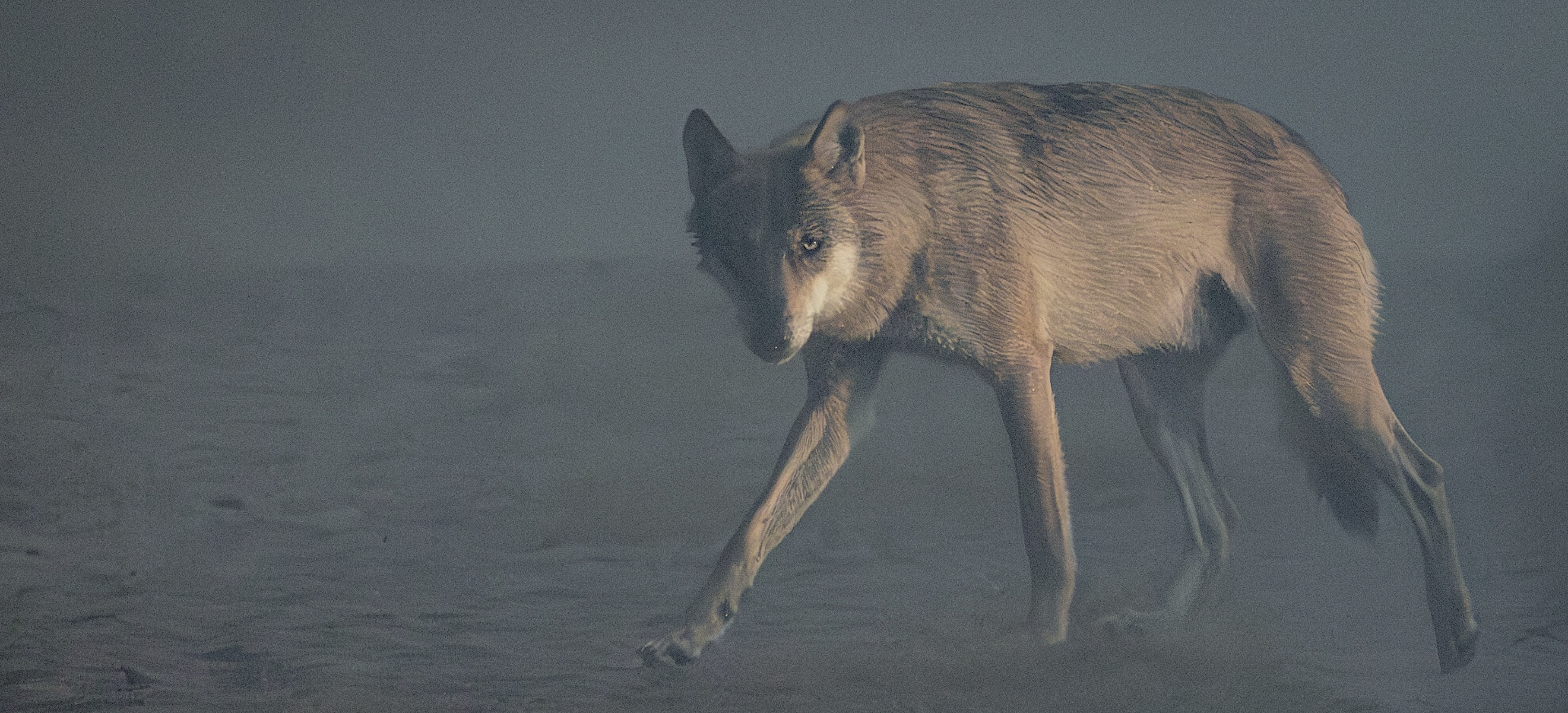 Wolf in de mist — Nederlands landschap